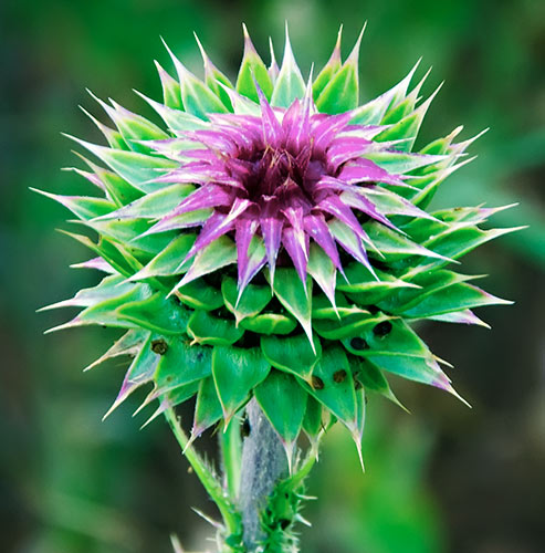 pinebrook thistle